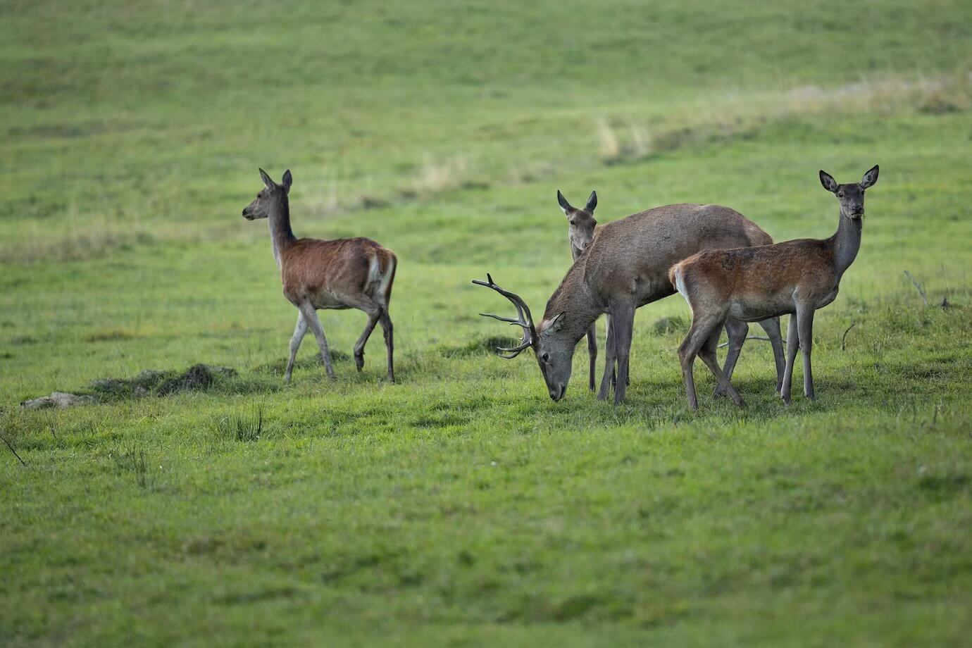 Animal Hunting