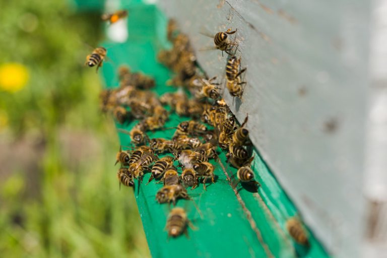 Effective Strategies to Prevent Bee Nesting on Your Property